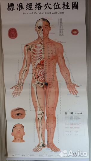 Манекен пособие по китайской медицине