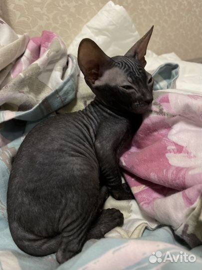 Котёнок сфинкс мальчик
