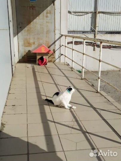 Ищем хозяина котику