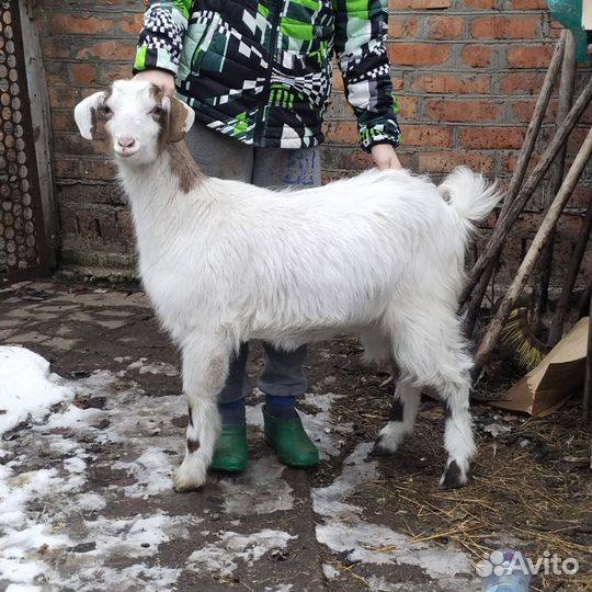 Альпийские козы