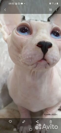 Канадский сфинкс вязка