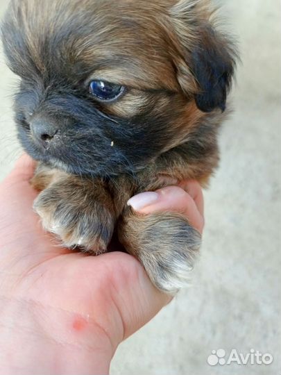 Собаки щенки