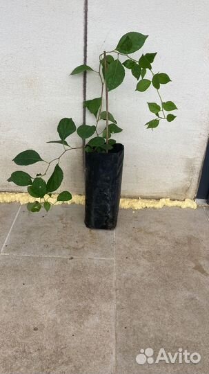 Лианы декоративные