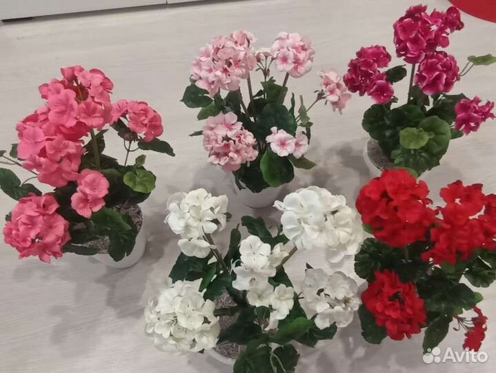 Пеларгония герань