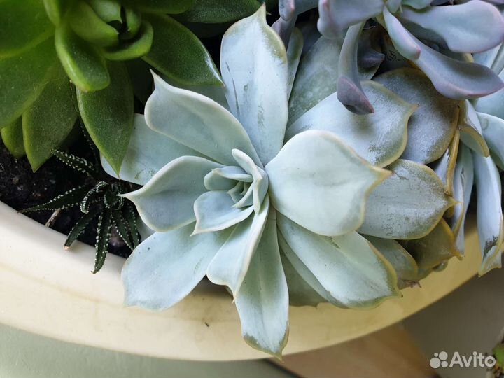 Эхеверия echeveria lilacina 12 см