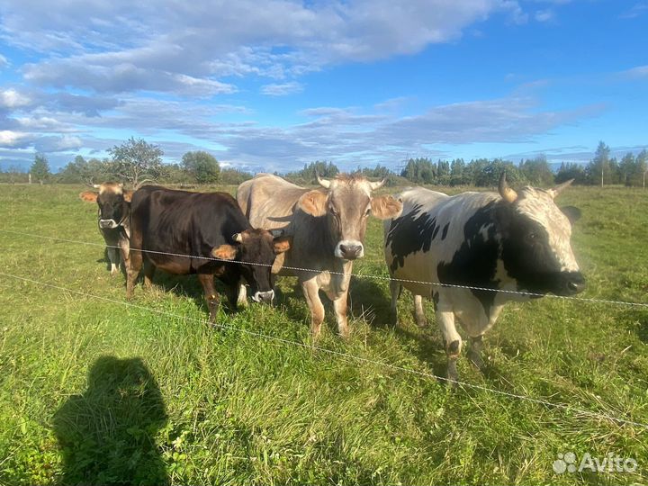 Коровы, нетели, телки, сырного направления, Джерси