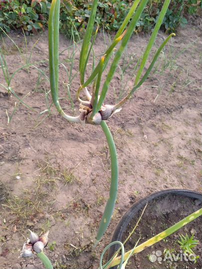 Лук многоярусный многолетний рассада