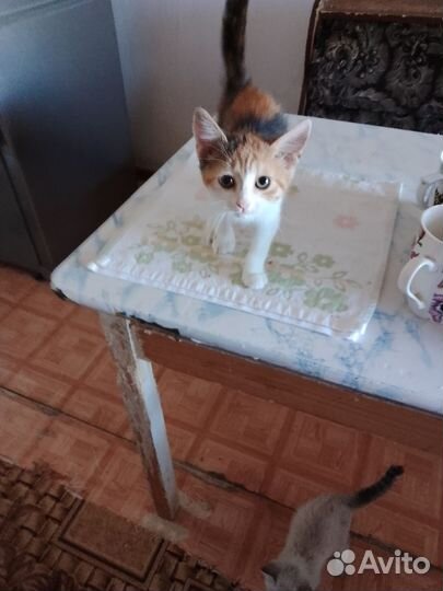 Котята в добрые руки бесплатно мальчик