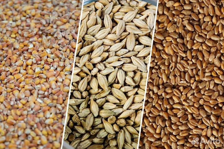 Ячмень, пшеница, овес, кукуруза, семечка, горох