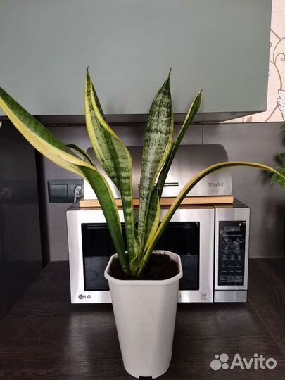 Сансевиерия