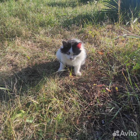 Кошка в добрые руки