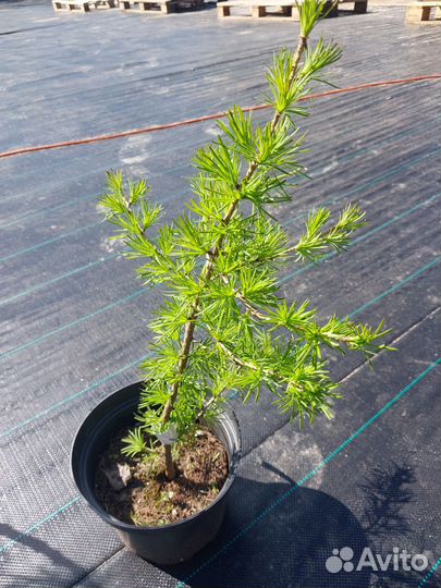 Декоративные растения для сада