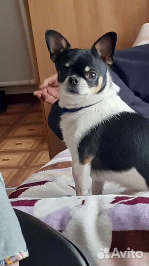 Ищем подружку Чихуахуа