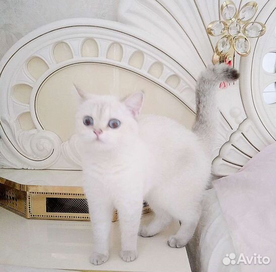 Британская серебристая шиншилла колор-поинт