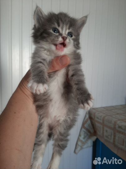 Кошки в добрые руки бесплатно