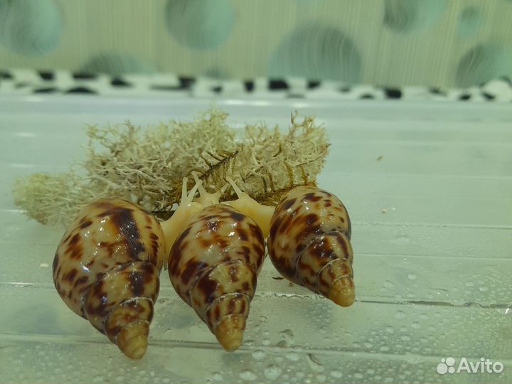 Улитки ахатины ретикулята альбина