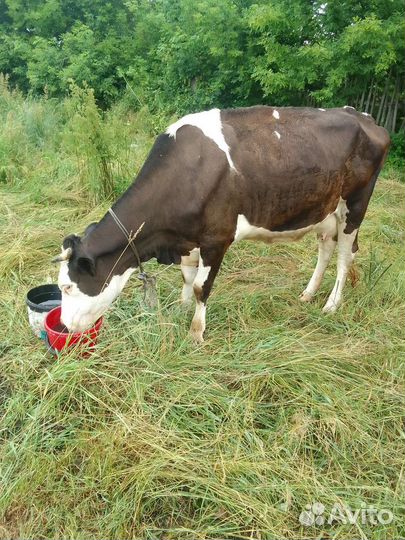 Корова стельная дойная