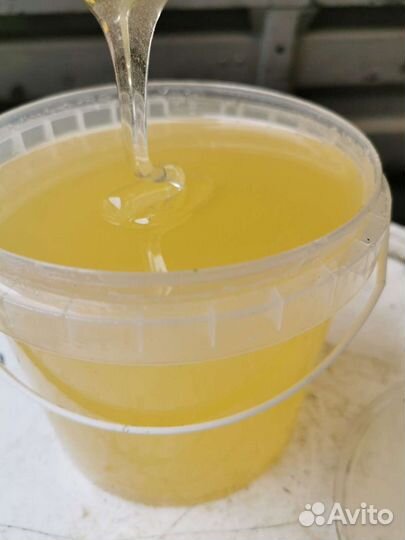 Донниковый мёд 2022