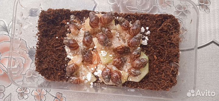 Улитки ахатины тигровые
