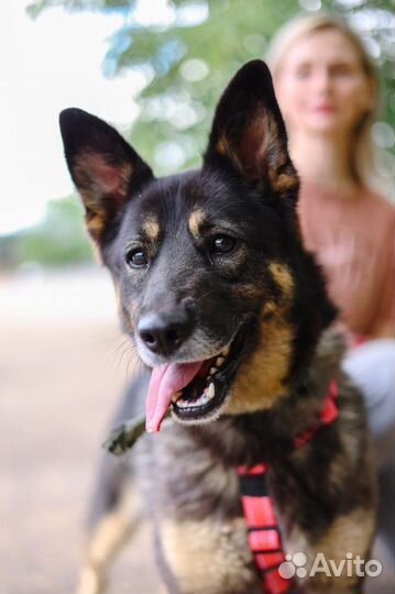 Ласковая и активная собака мечтает обрести семью