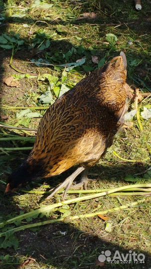 Курочки молодки