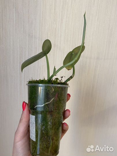 Сциндапсусы сортовые