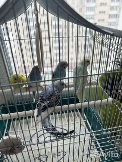 Волнистый попугай