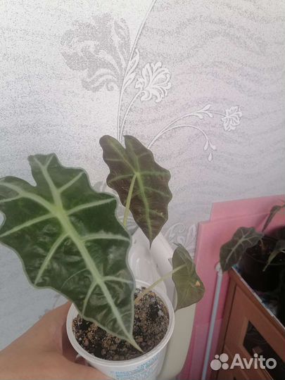 Алоказия полли