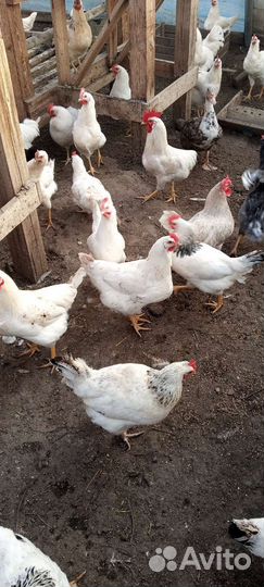 Петушки куры домашние,настоящий вкус