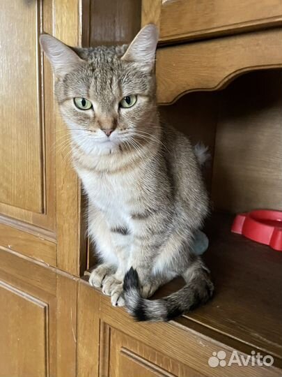 Кошечка в добрые руки