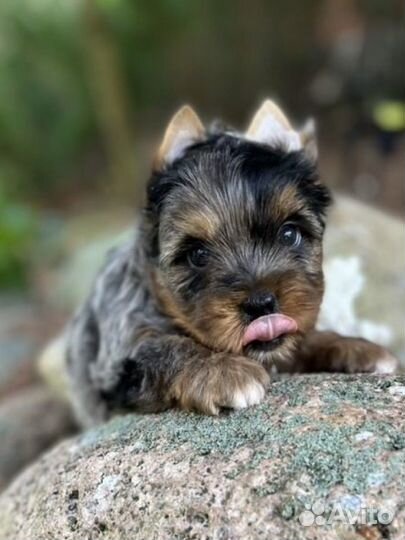 Йоркширский терьер беби фейс