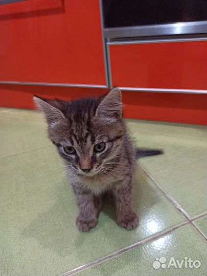 Котенок в дар бесплатно