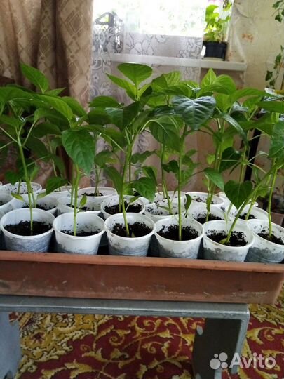 Рассада перца