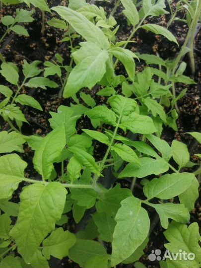 Многолетники, пряные травы