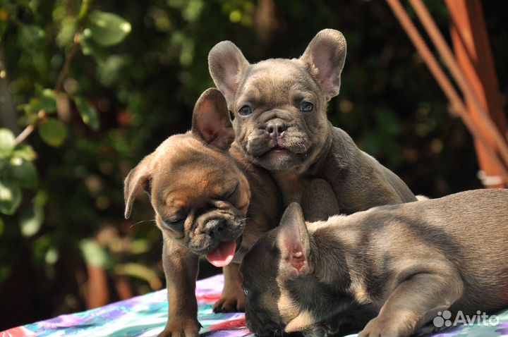 Французские бульдоги 2 мес