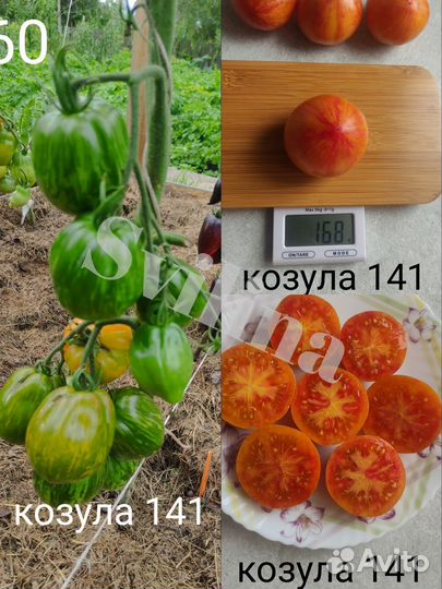 Семена томатов