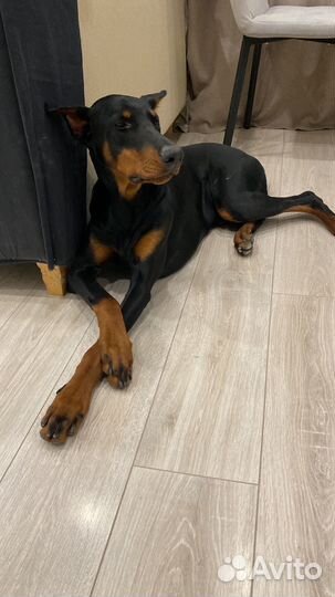 Щенки добермана