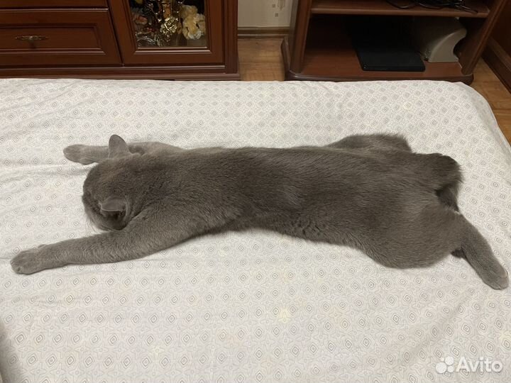 Шотландский кот на вязку