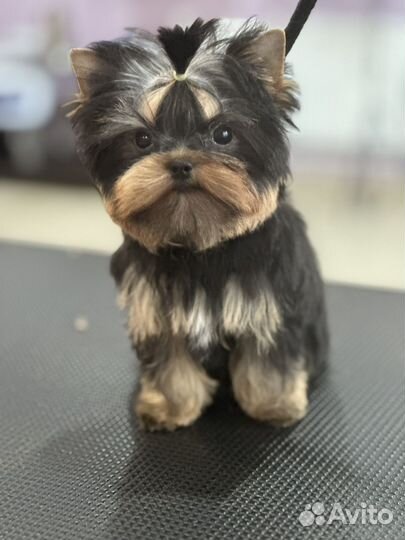 Йоркширский терьер