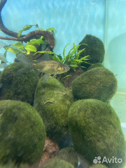 Кладофора шаровидная, вабикуса (болотная кочка)