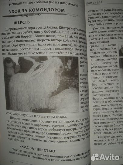 Собака 