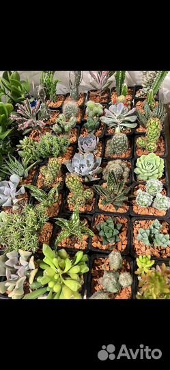 Литопсы живые камни, кактусы
