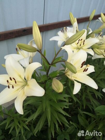 Лилии сортовые белые луковицы, хосты, ирис