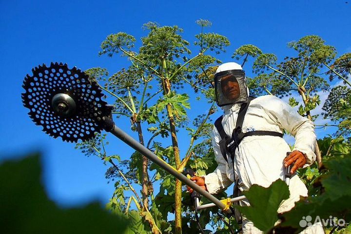 Уничтожение Клопов Клещей Ос Грызунов Борщевика