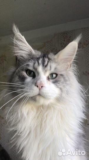 Мейн-кун котята