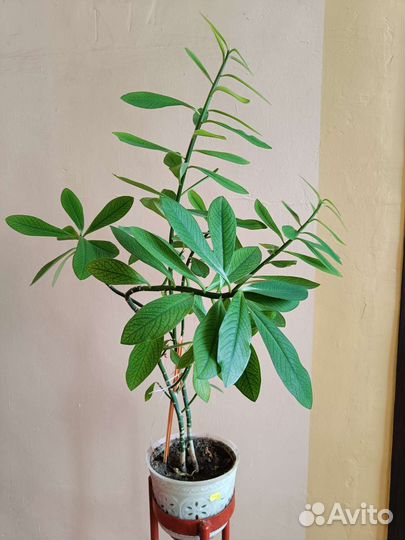 Синадениум Гранта комнатный цветок