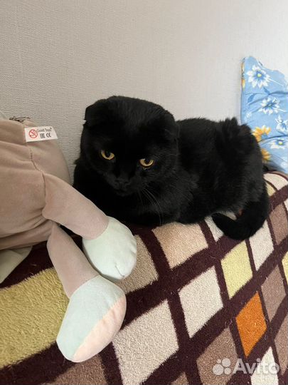 Котики бесплатно в добрые руки