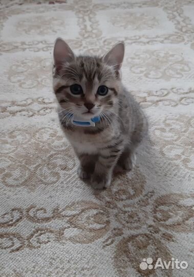 Котёнок курильский бобтейл