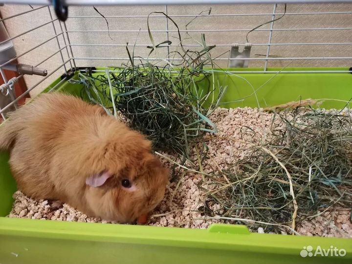 Передержка Ваших питомцев