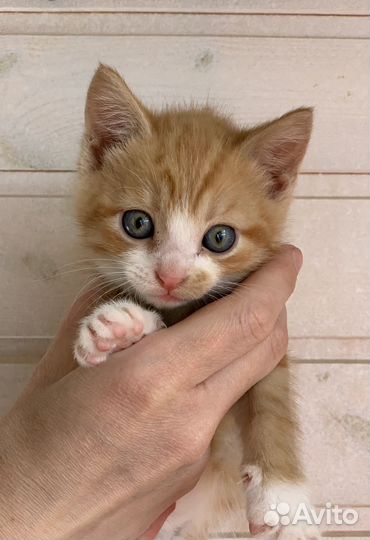 Рыжие котята в дар